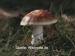 Waldpilze essbar &raquo; Waldpilze Essbar &raquo; speisetaubling